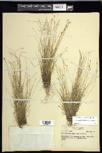 Carex leptalea subsp. leptalea image