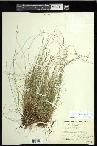 Carex leptalea subsp. leptalea image