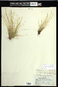 Carex leptalea subsp. leptalea image