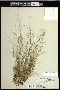 Carex leptalea subsp. leptalea image