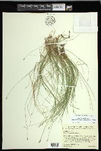 Carex leptalea subsp. harperi image