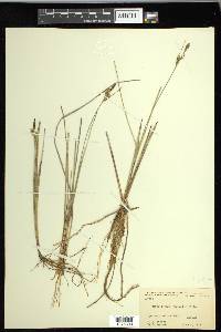 Carex livida image