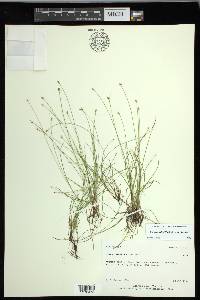 Carex leptalea subsp. leptalea image