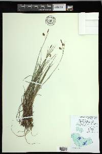 Carex limosa image