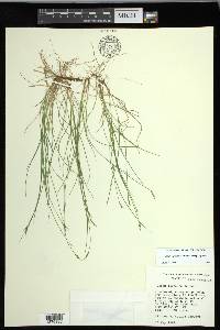 Carex leptalea subsp. leptalea image