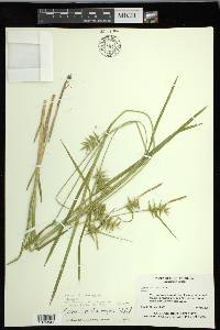 Carex lonchocarpa image