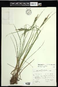 Carex lenticularis var. lenticularis image