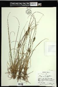 Carex kelloggii image