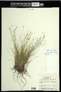 Carex leptalea subsp. leptalea image