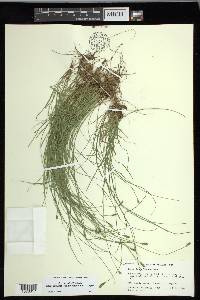 Carex leptalea subsp. harperi image