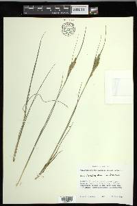 Carex lenticularis var. lenticularis image