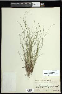 Carex leptalea subsp. harperi image