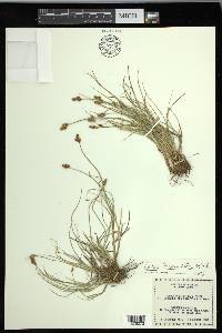 Carex leporinella image