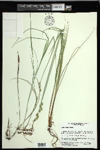 Carex longii image