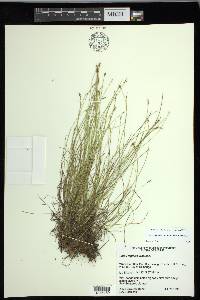 Carex leptalea subsp. leptalea image