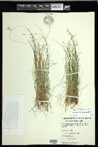 Carex leptalea subsp. leptalea image