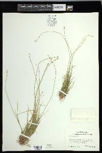 Carex loliacea image