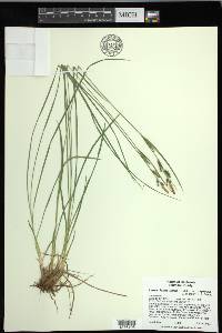 Carex lenticularis image