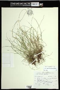 Carex leptalea subsp. leptalea image