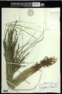 Carex kelloggii image