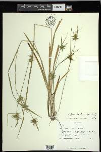 Carex lonchocarpa image