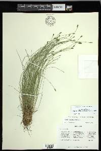 Carex leptalea subsp. harperi image