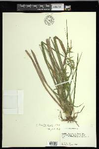 Carex lonchocarpa image