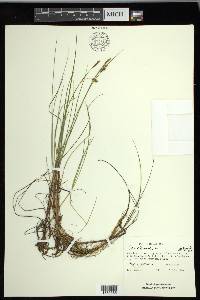 Carex limosa image