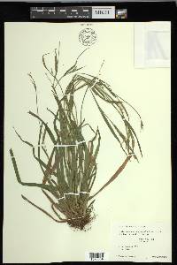 Carex leptonervia image