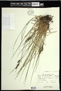 Carex kelloggii image