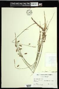 Carex limosa image