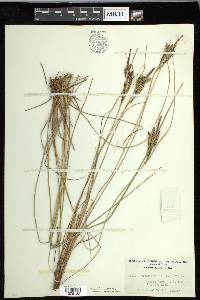 Carex lenticularis var. limnophila image