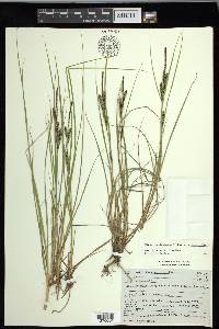 Carex lenticularis var. lenticularis image