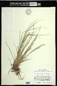 Carex lenticularis image