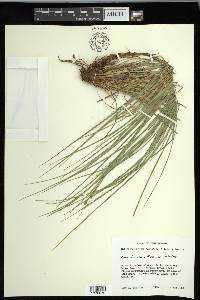 Carex lenticularis image