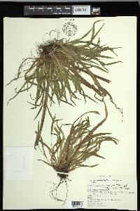 Carex leptonervia image