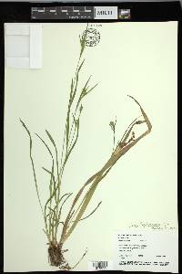 Carex leptonervia image