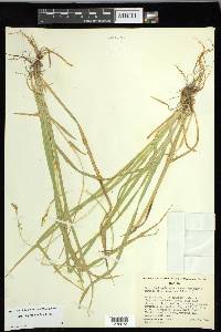 Carex leptopoda image