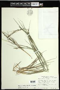 Carex lenticularis image