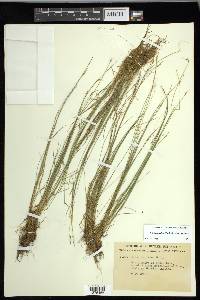 Carex leptalea subsp. leptalea image