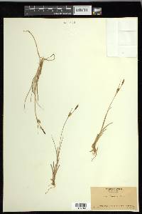 Carex livida image