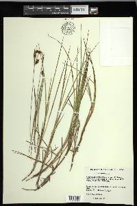 Carex limosa image