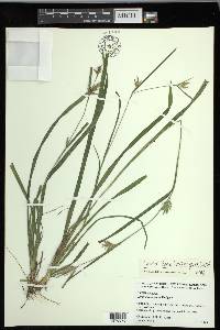 Carex lonchocarpa image