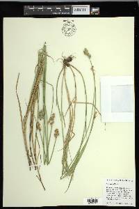 Carex longii image