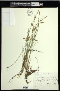 Carex limosa image