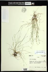 Carex leptalea subsp. leptalea image