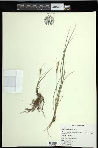 Carex lenticularis var. lenticularis image