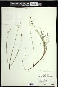 Carex limosa image