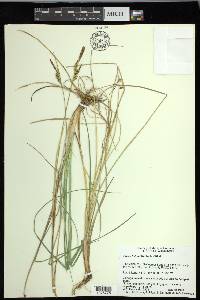 Carex livida image