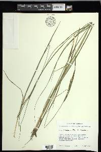 Carex lenticularis image